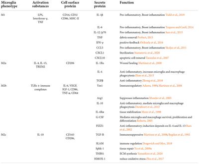 Microglial polarization in TBI: Signaling pathways and influencing pharmaceuticals